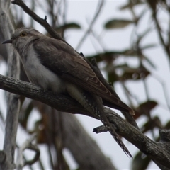 Cacomantis pallidus at West Hobart, TAS - 15 Dec 2023