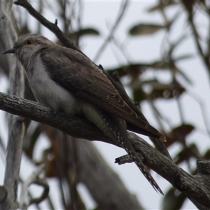 Cacomantis pallidus at West Hobart, TAS - 15 Dec 2023 05:11 PM