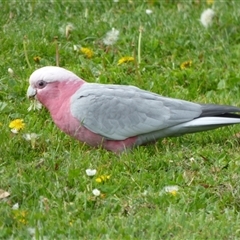 Eolophus roseicapilla (Galah) at Rosny Park, TAS - 18 Apr 2023 by VanessaC