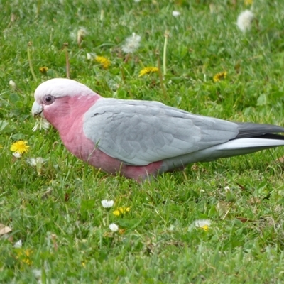 Eolophus roseicapilla (Galah) at Rosny Park, TAS - 18 Apr 2023 by VanessaC