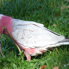 Eolophus roseicapilla at Rosny Park, TAS - 18 Apr 2023