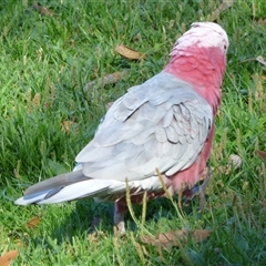 Eolophus roseicapilla at Rosny Park, TAS - 18 Apr 2023