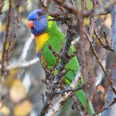 Trichoglossus moluccanus at Mount Stuart, TAS - 18 Jun 2022 by VanessaC