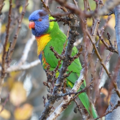 Trichoglossus moluccanus (Rainbow Lorikeet) at Mount Stuart, TAS - 18 Jun 2022 by VanessaC