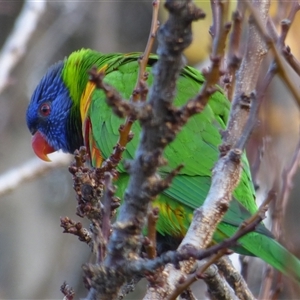 Trichoglossus moluccanus at Mount Stuart, TAS - 18 Jun 2022