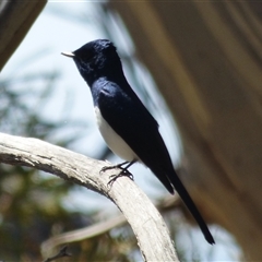 Myiagra cyanoleuca (Satin Flycatcher) at West Hobart, TAS - 10 Nov 2023 by VanessaC