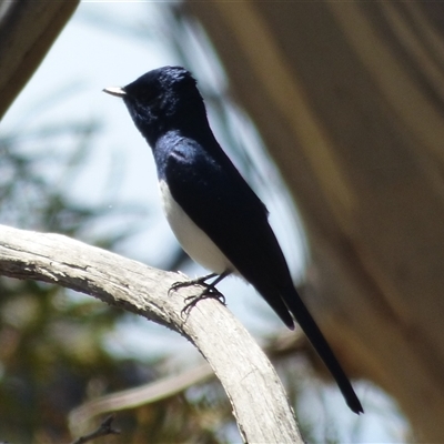 Myiagra cyanoleuca at West Hobart, TAS - 9 Nov 2023 by VanessaC