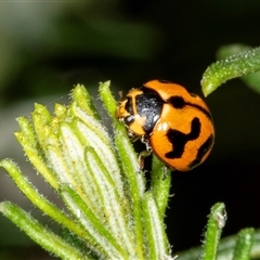 Coccinella transversalis (Transverse Ladybird) at Bungonia, NSW - 22 Dec 2024 by AlisonMilton