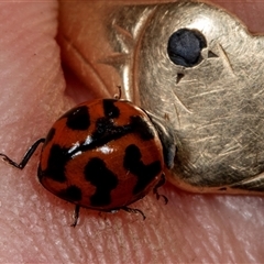 Coccinella transversalis at Bungonia, NSW - 22 Dec 2024