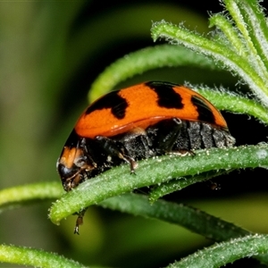 Coccinella transversalis at Bungonia, NSW - 22 Dec 2024