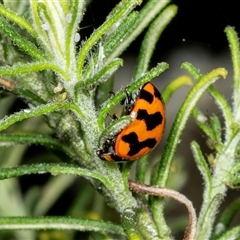 Coccinella transversalis at Bungonia, NSW - 22 Dec 2024