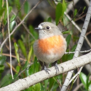 Petroica boodang at Rosny, TAS - 11 Mar 2023 04:05 PM