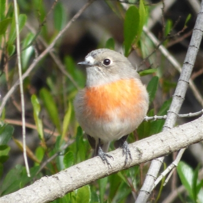 Petroica boodang (Scarlet Robin) at Rosny, TAS - 11 Mar 2023 by VanessaC