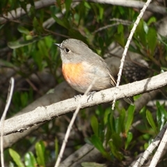 Petroica boodang at Rosny, TAS - 11 Mar 2023 04:05 PM