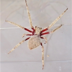 Hortophora transmarina (Garden Orb Weaver) at Narrabundah, ACT - 20 Dec 2024 by RobParnell