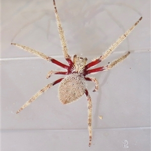 Hortophora transmarina (Garden Orb Weaver) at Narrabundah, ACT by RobParnell