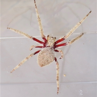 Hortophora transmarina (Garden Orb Weaver) at Narrabundah, ACT - 20 Dec 2024 by RobParnell