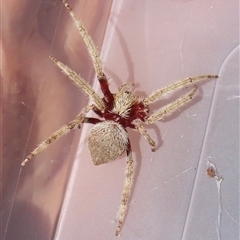 Hortophora transmarina at Narrabundah, ACT - 21 Dec 2024 10:28 AM