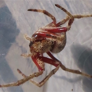 Hortophora transmarina at Narrabundah, ACT - 21 Dec 2024