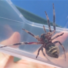 Hortophora transmarina at Narrabundah, ACT - 21 Dec 2024