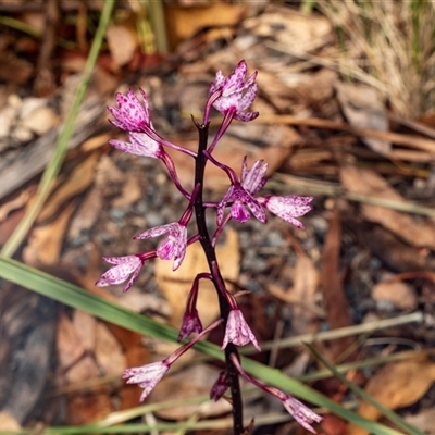 Dipodium punctatum (Blotched Hyacinth Orchid) at Bungonia, NSW - 22 Dec 2024 by AlisonMilton