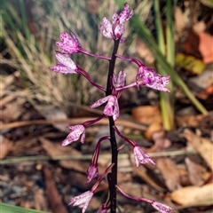 Dipodium punctatum at Bungonia, NSW - 22 Dec 2024