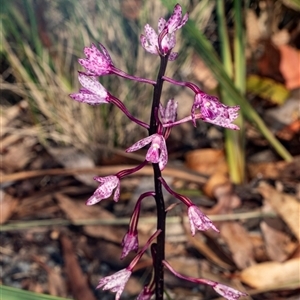 Dipodium punctatum at Bungonia, NSW - 22 Dec 2024