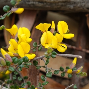 Bossiaea sericea at Glen Allen, NSW - 3 Nov 2024 11:20 AM