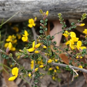 Bossiaea sericea at Glen Allen, NSW - 3 Nov 2024 11:20 AM