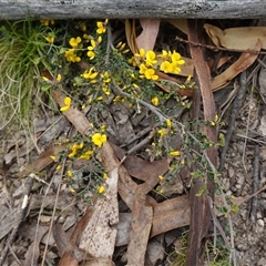 Bossiaea sericea at Glen Allen, NSW - 3 Nov 2024 11:20 AM