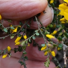 Bossiaea sericea at Glen Allen, NSW - 3 Nov 2024 11:20 AM