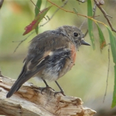 Petroica boodang (Scarlet Robin) at Kingston, TAS - 15 Feb 2023 by VanessaC