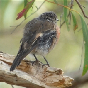 Petroica boodang at Kingston, TAS - 15 Feb 2023 04:19 PM