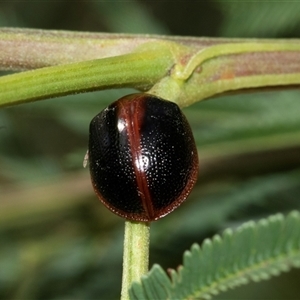 Dicranosterna immaculata (Acacia leaf beetle) at Bungonia, NSW by AlisonMilton