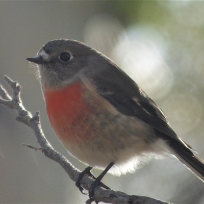 Petroica boodang (Scarlet Robin) at West Hobart, TAS - 9 Apr 2023 by VanessaC