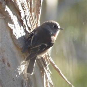 Petroica boodang at West Hobart, TAS - 9 Apr 2023 04:26 PM