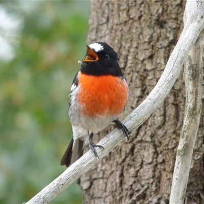 Petroica boodang (Scarlet Robin) at West Hobart, TAS - 20 Mar 2023 by VanessaC