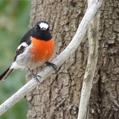 Petroica boodang at West Hobart, TAS - 20 Mar 2023 03:16 PM