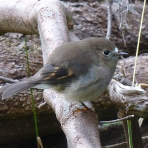 Petroica rodinogaster (Pink Robin) at West Hobart, TAS by VanessaC