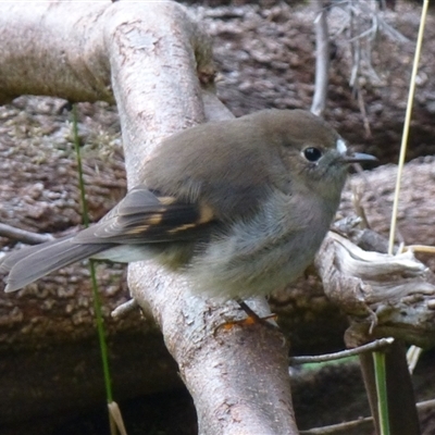 Petroica rodinogaster (Pink Robin) at West Hobart, TAS - 12 Apr 2015 by VanessaC