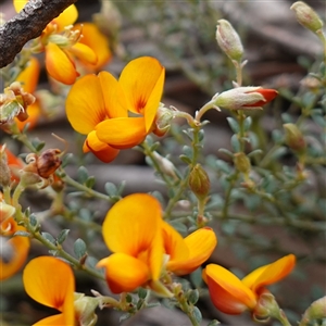 Mirbelia oxylobioides (Mountain Mirbelia) at Glen Allen, NSW by RobG1