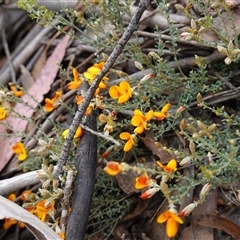 Mirbelia oxylobioides at Glen Allen, NSW - 3 Nov 2024 11:23 AM