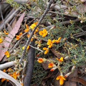 Mirbelia oxylobioides at Glen Allen, NSW - 3 Nov 2024 11:23 AM