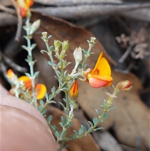 Mirbelia oxylobioides at Glen Allen, NSW - 3 Nov 2024 11:23 AM