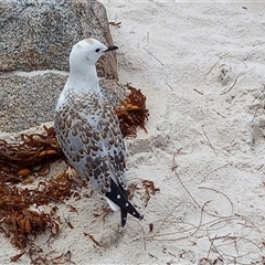 Chroicocephalus novaehollandiae (Silver Gull) at Freycinet, TAS - 27 Feb 2023 by VanessaC