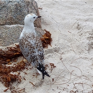 Chroicocephalus novaehollandiae at Freycinet, TAS by VanessaC