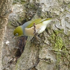 Zosterops lateralis (Silvereye) at Hobart, TAS - 20 Jun 2020 by VanessaC