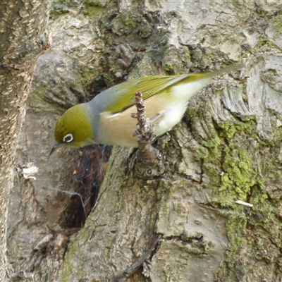 Zosterops lateralis (Silvereye) at Hobart, TAS - 20 Jun 2020 by VanessaC