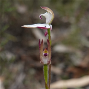 Caladenia moschata at Glen Allen, NSW - suppressed