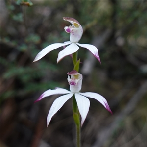 Caladenia moschata at Glen Allen, NSW - suppressed